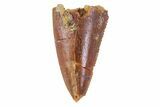 Bargain, Serrated Raptor Tooth - Morocco #72659-1